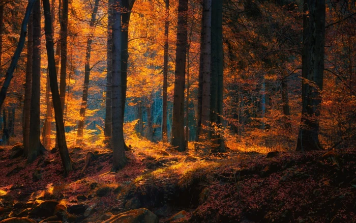 orange leafed tree brown leaves during fall on forest nature 2k