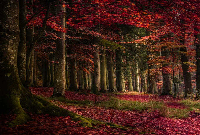 red leafed trees tree leaves on forest during daytime nature 2k