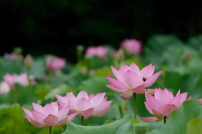 shallow focus photography of pink flowers under sunny sky Lotus 2k 4k 5k