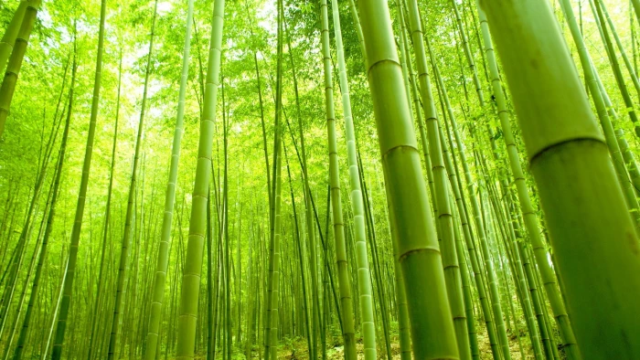 Bamboo Forest Nature Green Fresh 2k