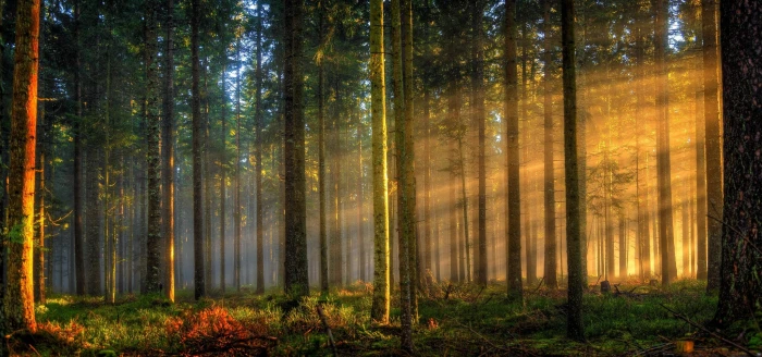 brown and black wooden fence nature landscape forest sun rays 2k