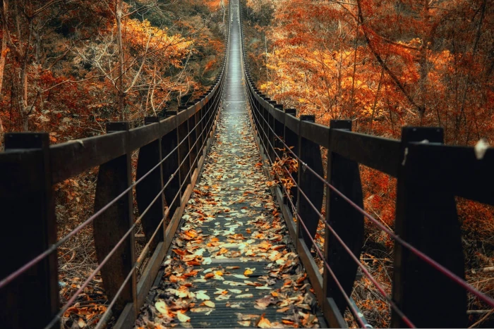 brown wooden bridge surrounded with maple tree between trees 2k