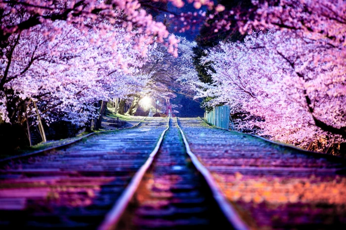 cherry blossom night the city lights spring Japan Sakura 2k