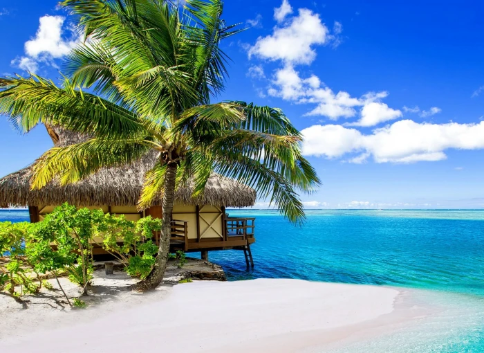 coconut tree near wooden house at the beach palm trees tropical 2k