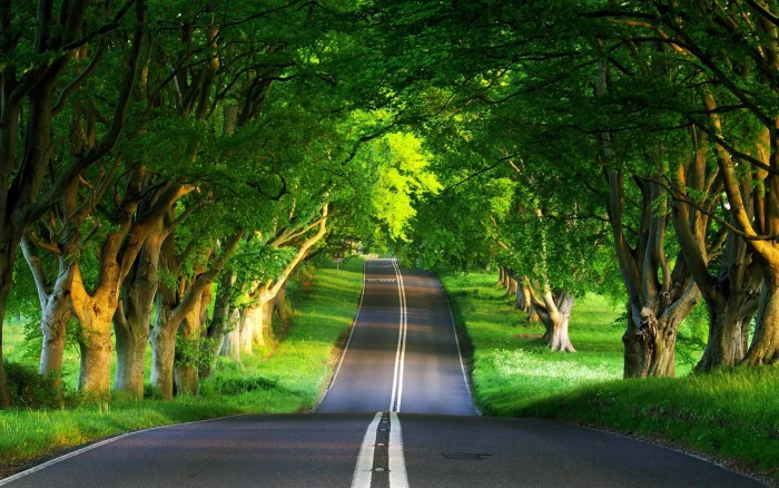 Green Road trees forest spring nature background 2k