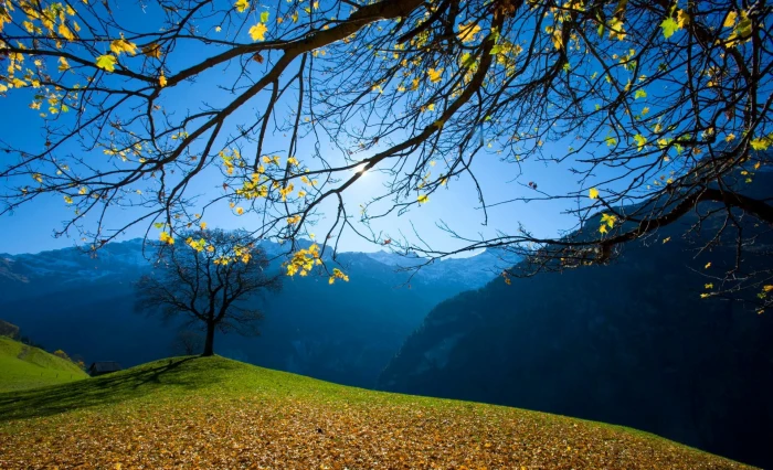 green tree and mountain leafed trees under sunny sky nature 2k