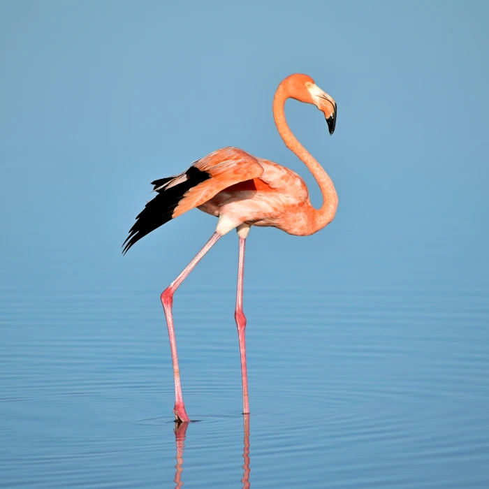 photo of flamingo on water Natural Elegance bird blue ripple 2k 4k