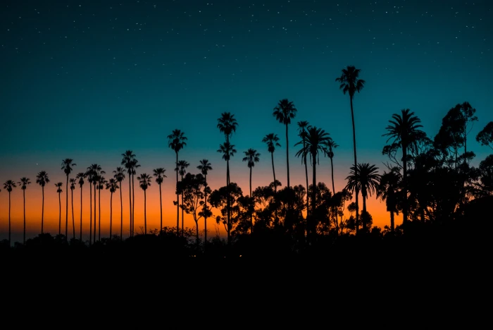 silhouette of trees sky sunset sunrise outdoors palm landscape 2k 4k
