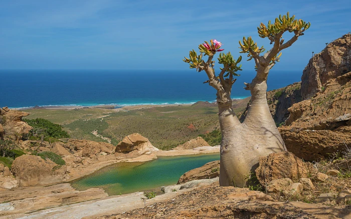 Socotra Magical Island Unusual Flora And Fauna Blooming Tree With Shape Wonders Of Nature Yemen Arabian Sea Hd Desktop Wallpaper 2k