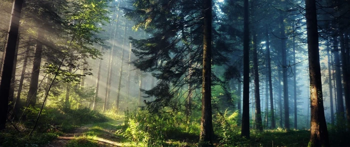 ultra wide photography nature trees forest sun rays plant 2k