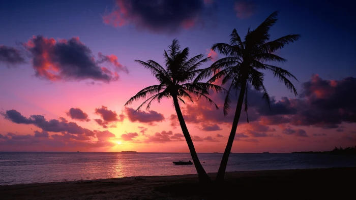 beach purple sky sunset palms palm trees seashore evening 2k 4k