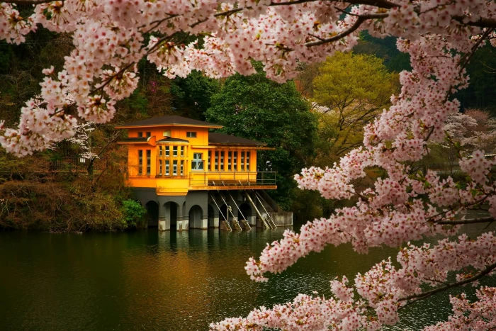 brown and orange house cherry blossom trees spring lake flowers 2k