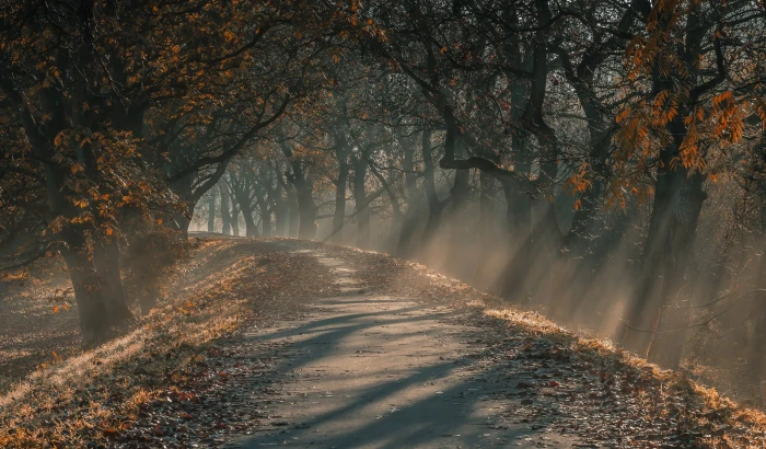 brown trees gray concrete road landscape nature sun rays 2k