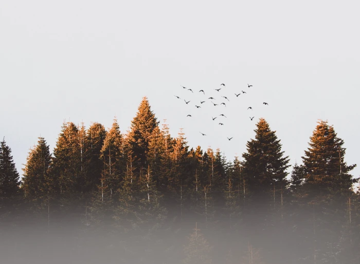 Flock Of Birds cold conifer dawn daylight desktop backgrounds 2k