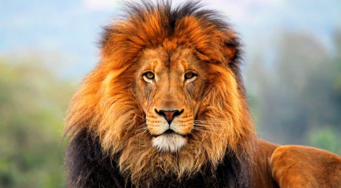Lion brown lion Animals Wild Beautiful Photography king 2k