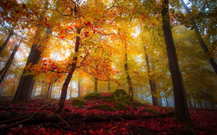 orange maple tree landscape nature forest fall colorful 2k