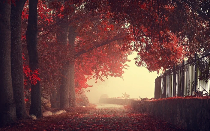 red leaf trees cherry blossom tree nature landscape fall 2k