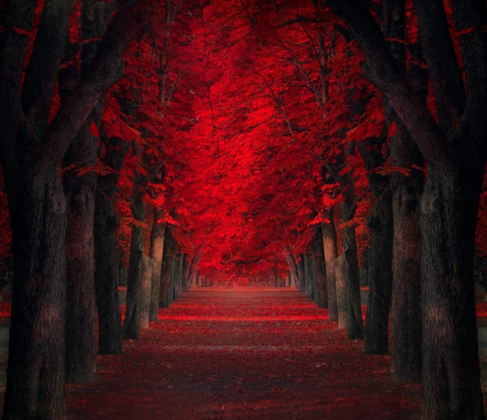 red leaf trees illustration path leaves fall park 2k