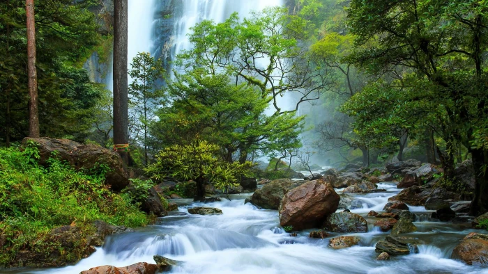 river landscape nature trees water plant forest beauty in 2k