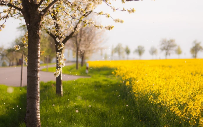 Tree Cherry Blossom Flowers HD nature 2k