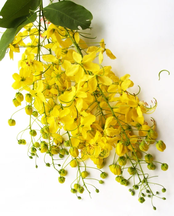 yellow petaled flower cassia shower golden tree white summer 2k