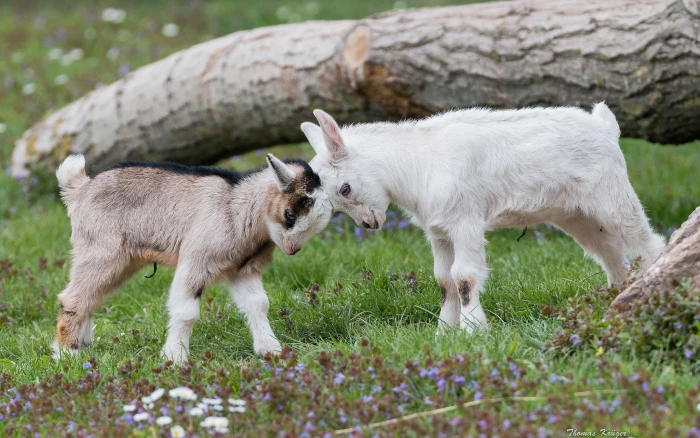 animals nature goats baby 2k