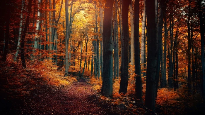 Autumn forest trees leaves yellow orange path nature scenery 2k