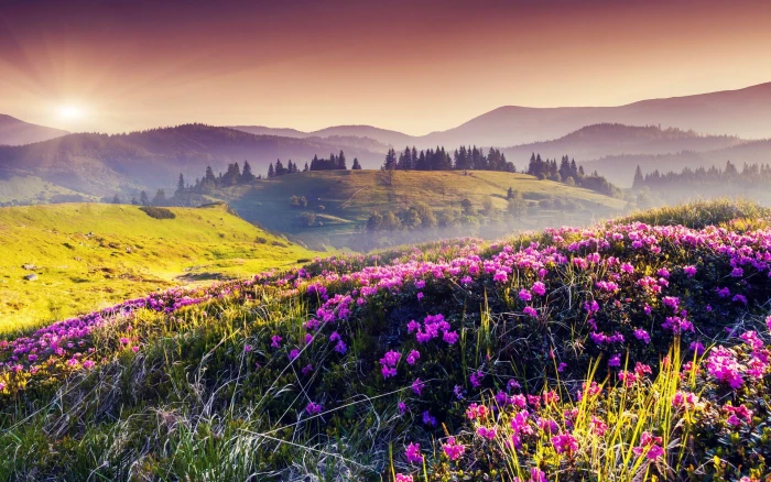 beautiful nature flower scenics beauty in 2k