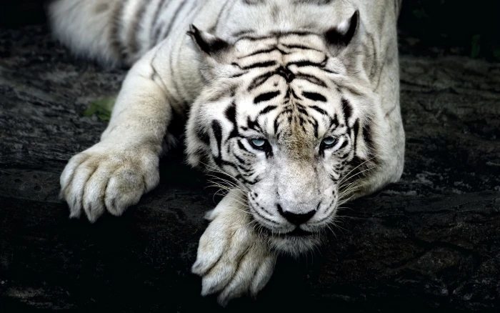 big cats tiger animals nature white tigers 2k