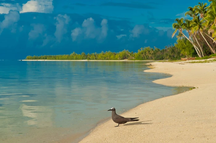 Bird on South Pacific Beach island aitutaki exotic palm trees 2k 4k