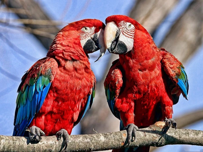 birds parrot nature macaws 2k