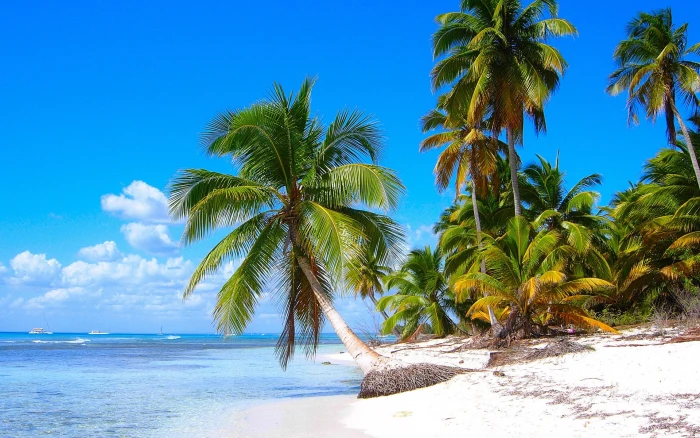 Caribbean shore scenery sandy beaches coconut trees sea 2k