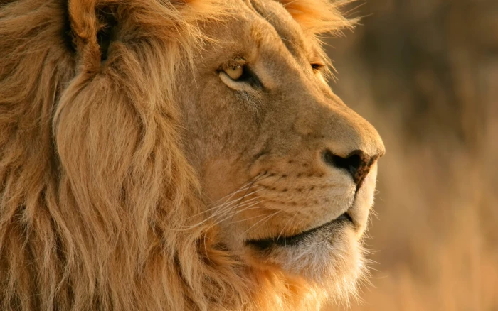 close up photo of adult lion yellow animal Feline 2k