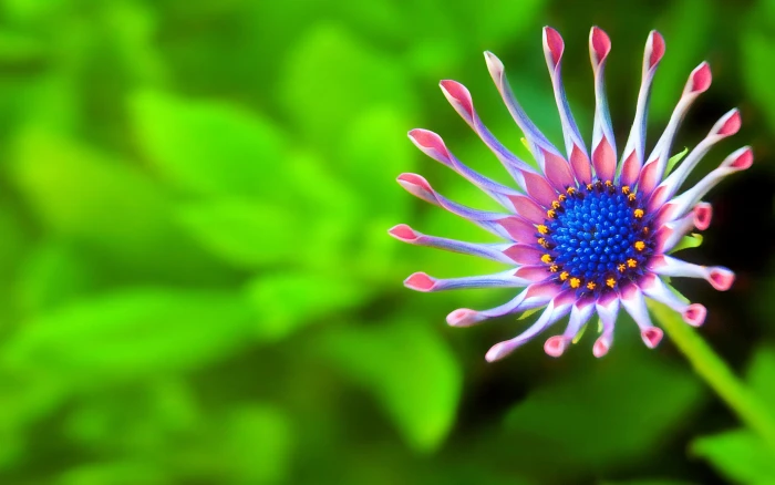 Desktop Wallpaper For Laptop Tablet Mobile Phone And Windows Download Photo 2k 4k