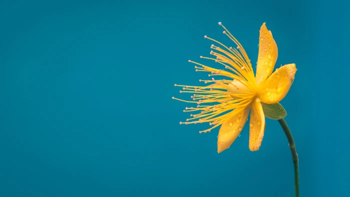 flower blue yellow macro desktop background bloom 2k 4k 5k