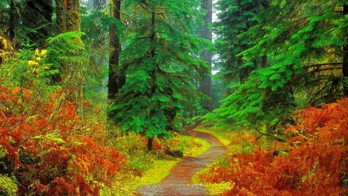 forest green nature tree 2k