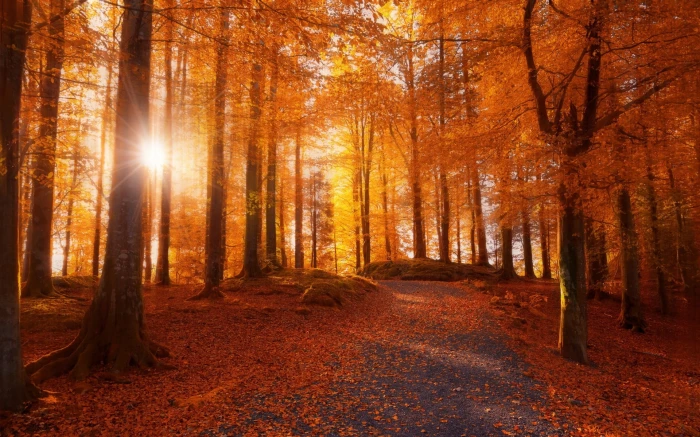 orange leafed forest sun ray passing through brown trees morning 2k