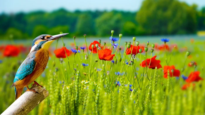 selective focus photography of orange and blue bird on rod wallpaper 2k 4k