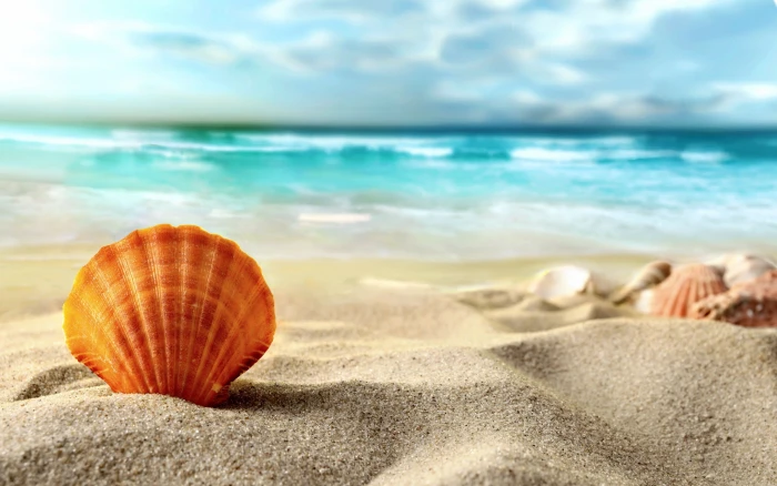 Shell beach sea sand Summer 2k