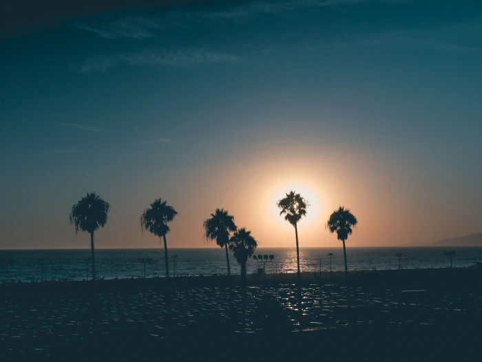 silhouette photography of trees palm during sunset 2k 4k 5k