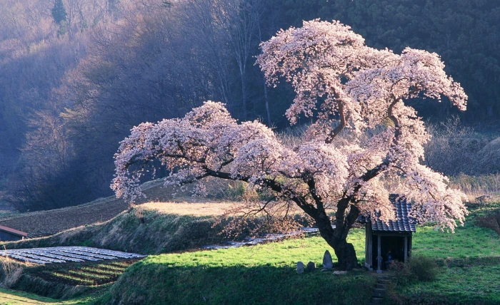 Spring in Japan pink trees Asia Nature Landscape sakura 2k