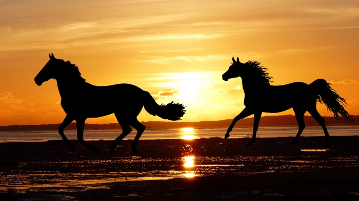 sunset horses wild nature silhouette ocean beach tide 2k 4k