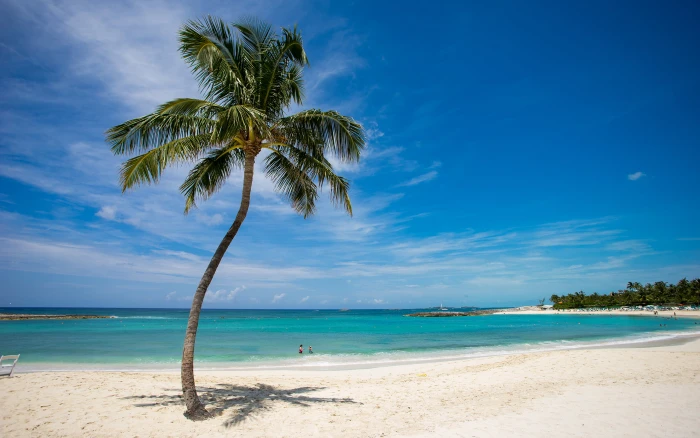 Tropical Palm Tree Beach Ocean HD nature 2k