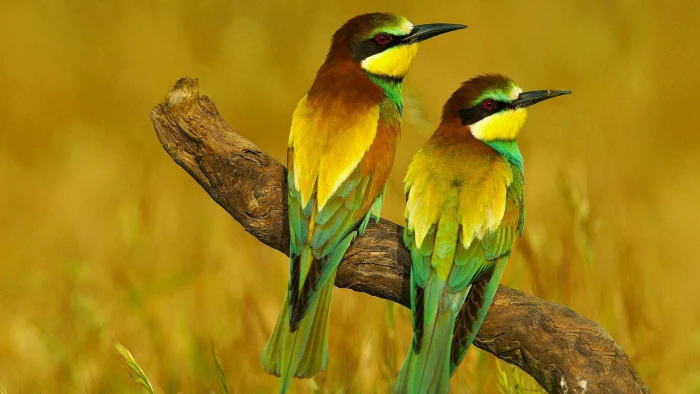 two green and yellow birds nature animals bee eaters vertebrate 2k