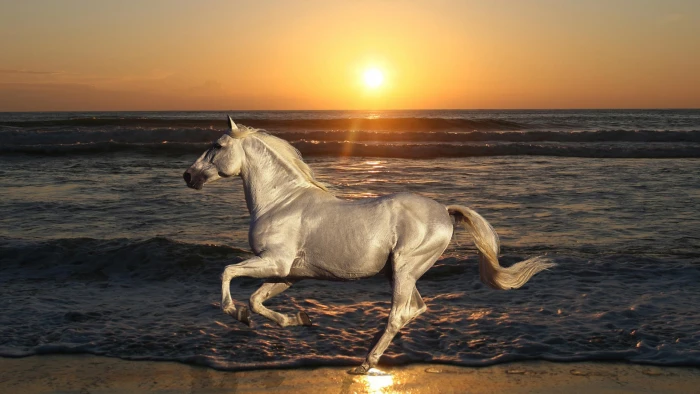White Horse Galloping Beach Sea Waves Sunset Desktop Wallpaper Hd 2k 4k