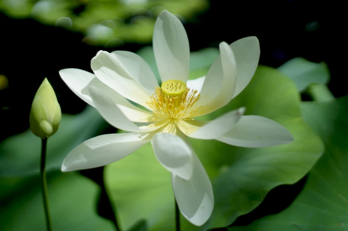 white petaled flower lotus blossom 2k 4k 5k