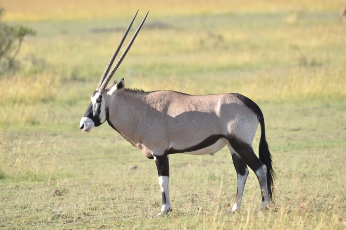 wildlife mammal animal antelope grass oryx nature africa 2k