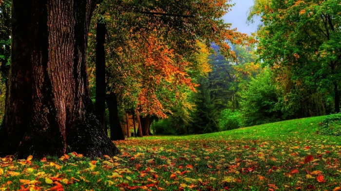yellow brown and green leafed tree leaf trees during daytime 2k