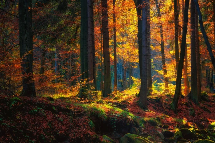 brown maple trees photography of forest fall moss nature 2k