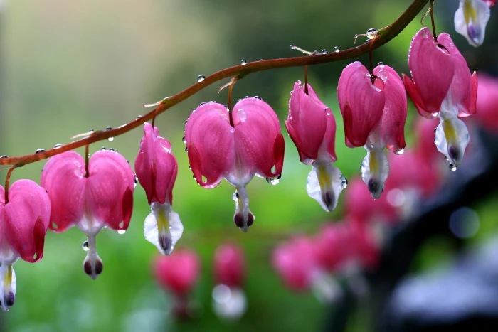 depth of field photography pink petaled flowers with water droplets bleeding hearts 2k